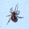 Nihonhimea mundula